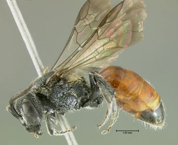 Media type: image;   Entomology 610762 Aspect: habitus lateral view